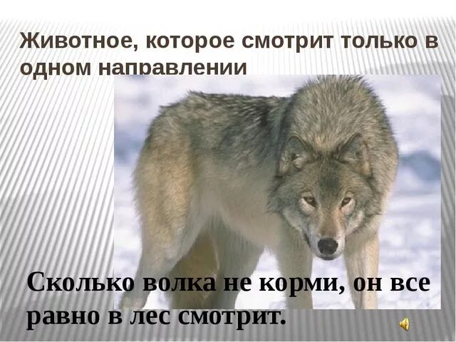 Как волка не корми. Сколько волка не корми все в лес смотрит. Сколько волка не корми в лес. Сколько волка не корми он. Пословица сколько волка не корми все равно в лес смотрит.
