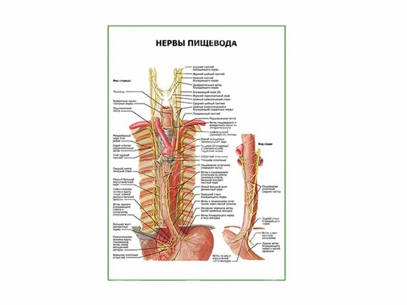 Нерв пищевода. Нервы пищевода. Иннервация пищевода анатомия. Пищеводные нервы. Блуждающий нерв и пищевод.