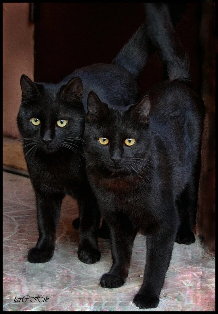 Два чёрных кота. Две черные кошки. Два котика черные. Черная кошка. Черная кошка россия