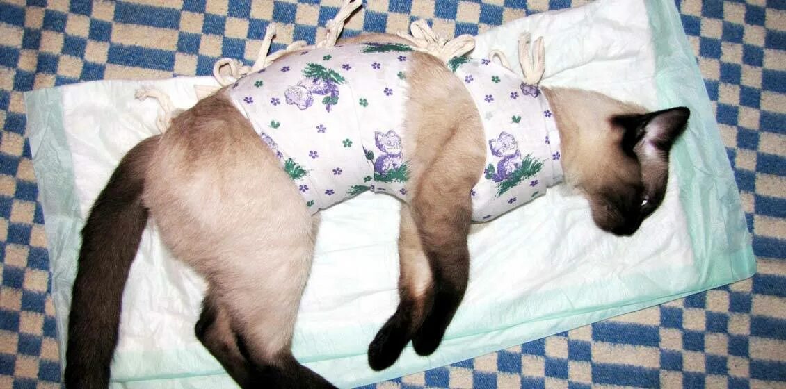 После лапароскопии носят бандаж. Попона для кошки после стерилизации. Послеоперационная повязка для кошек. Повязка после стерилизации кошки. Попона для кошки после операции.