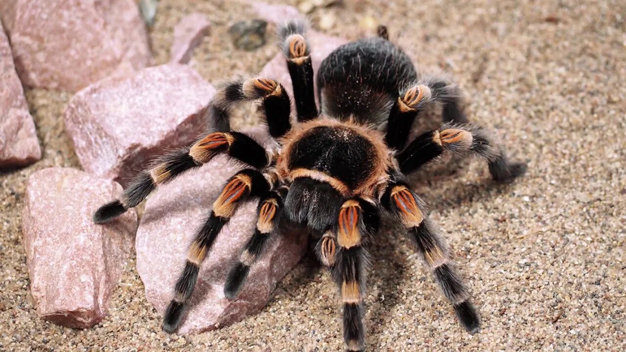 Тарантул членистоногие. Паук тарантул. тарантул brachypelma smithi. брахипельма смити. паук тарантул птицеед.