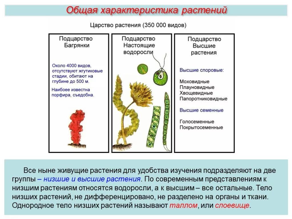 Тело водорослей не имеет органов и тканей. Низшие растения общая характеристика. Характеристика низших растений. Характеристика высших и низших растений. Нисшых растения.