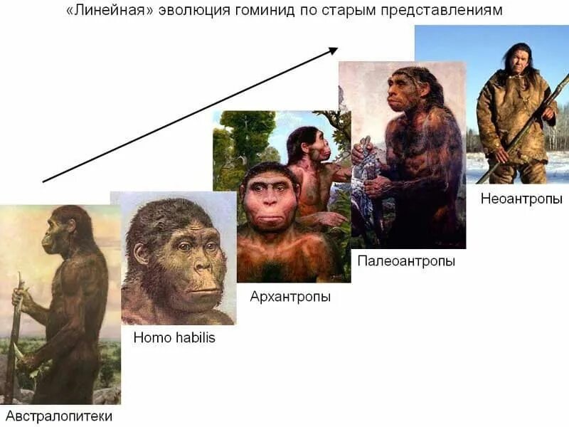 Гоминиды представители