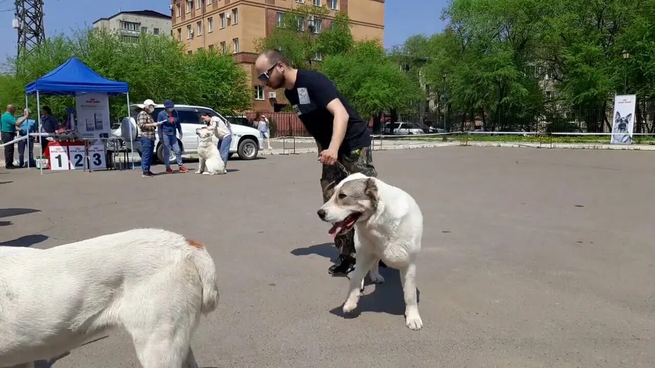 Романовская белоруссия эксперт выставка сао. Алабай выставка. Монопородная выставка. Выставка скор 2022. Среднеазиатская овчарка на выставке.
