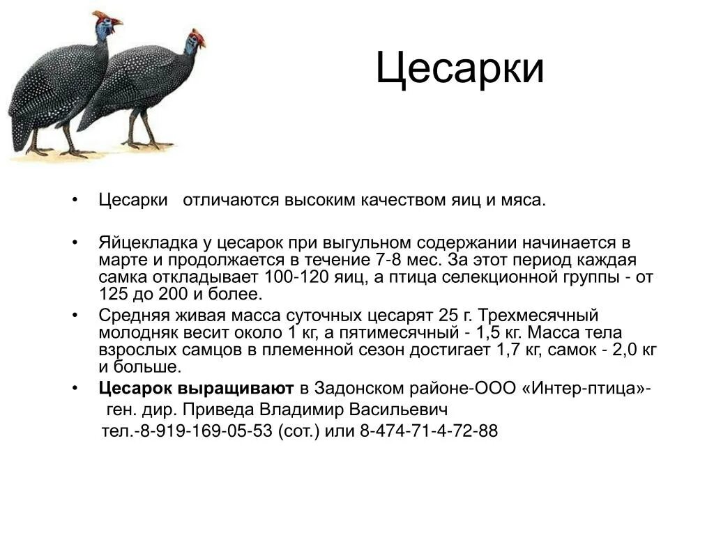 К какой группе относится курица. Цесарки вес. Цесарки вес взрослой. Цесарки вес взрослой птицы. Цесарка весит.