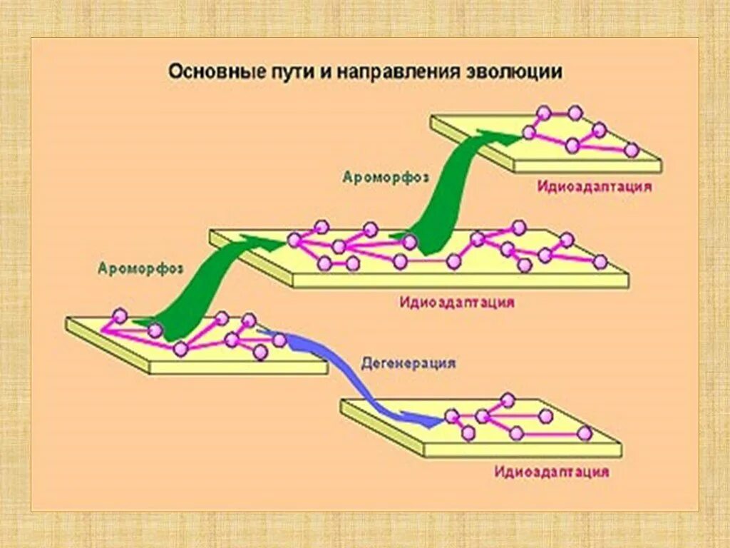 Формы направления эволюции. Таблица пути эволюции ароморфоз идиоадаптация дегенерация. Основные направления эволюции ароморфоз идиоадаптация. Направление эволюции ароморфоз идиоадаптация дегенерация таблица. Эволюционные изменения ароморфоз идиоадаптация дегенерация.