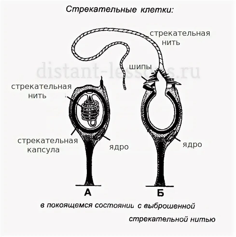 Стрекательные клетки находятся у гидры в. Строение стрекательной клетки гидры. строение стрекательной клетки кишечнополостных. стрекательные клетки строение клетки. стрекательные клетки схема.