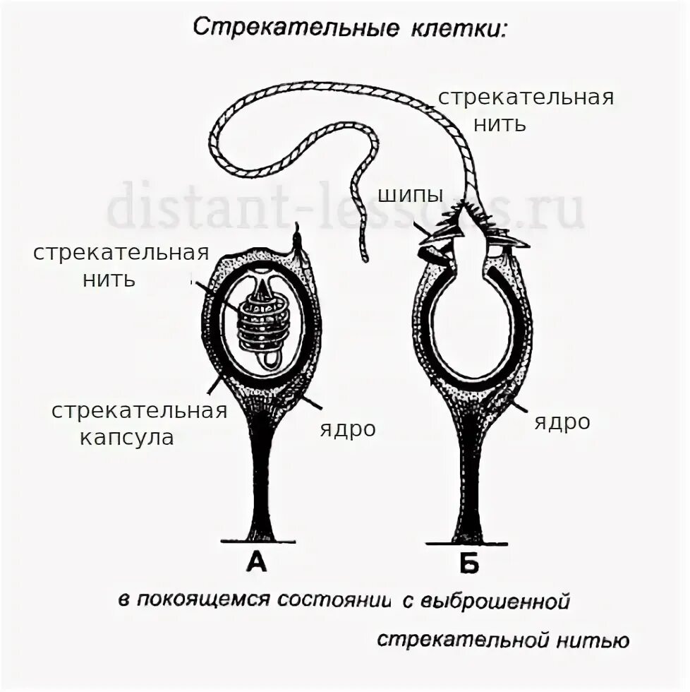 Стрекательные клетки находятся у гидры в. Строение стрекательной клетки гидры. Строение стрекательной клетки кишечнополостных. Стрекательные клетки строение клетки. Стрекательные клетки схема.