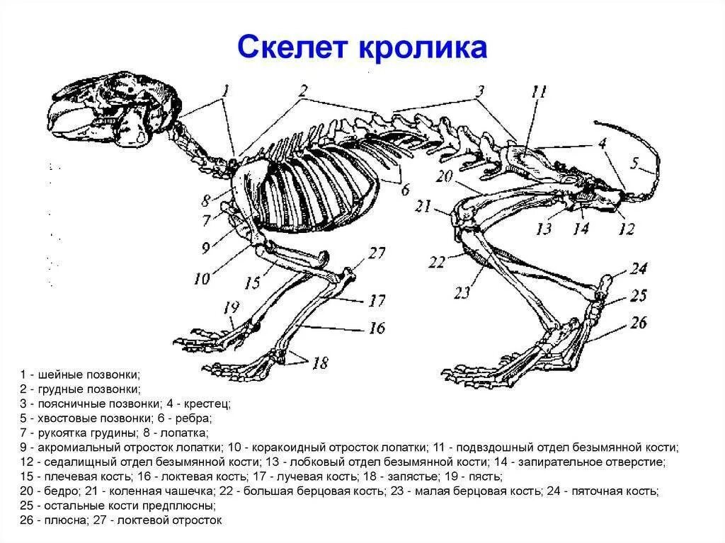 Класс млекопитающие отделы позвоночника. Строение скелета млекопитающих кролика. Общее строение скелета кролика. Рис 152 скелет кролика. Скелет зайца строение.