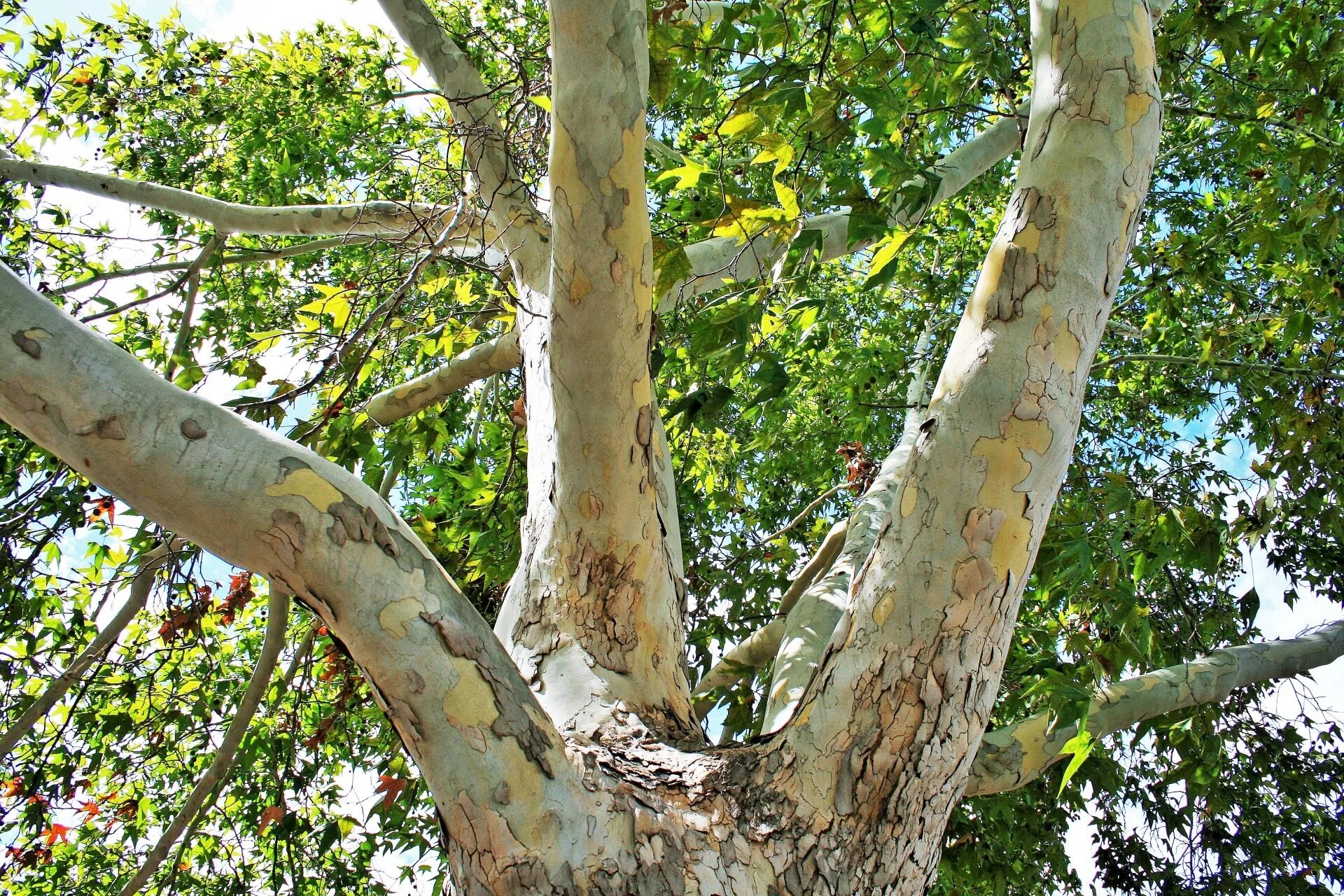 Plane tree