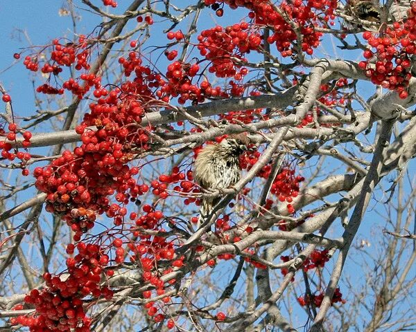 Едят ли рябину люди. Едят ли рябину люди. Едят ли рябину люди. Факты о рябине. Птицы едят рябину.