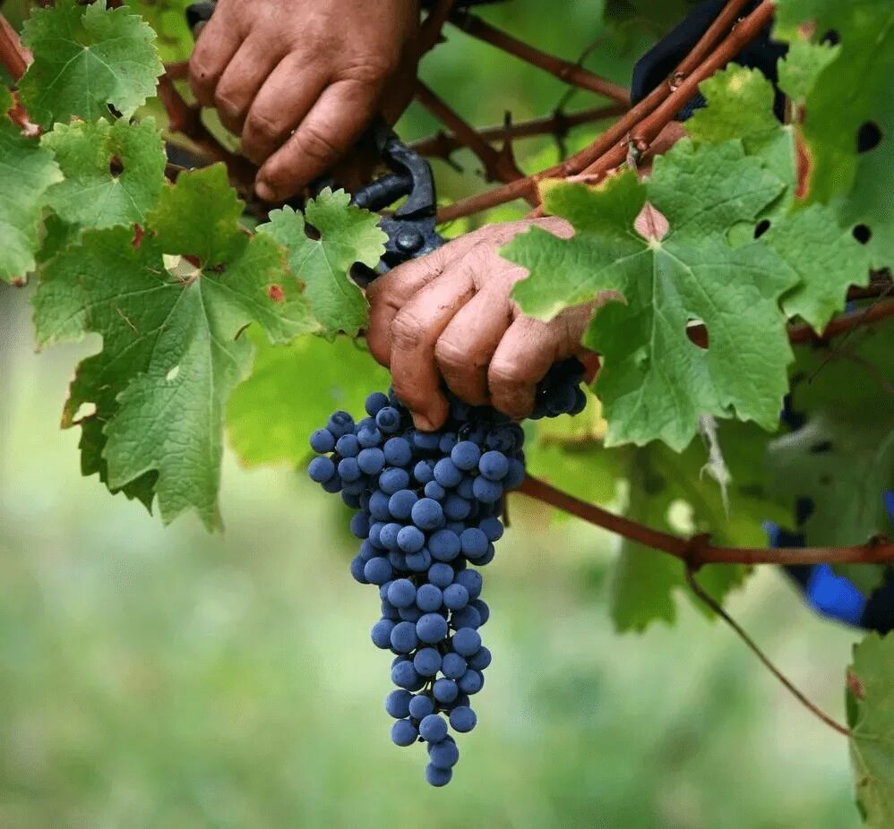 Виноградная лоза. Лоза винограда. Гроздь винограда. Гроздь винограда в руке.