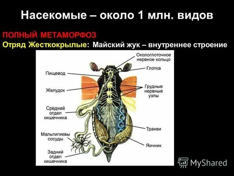 наружное строение майского жука. внешнее строение мейского жуканасекомые майский жук. майский жук презентация. презентация строение майского жука. внутреннее строение насекомого майский жук.