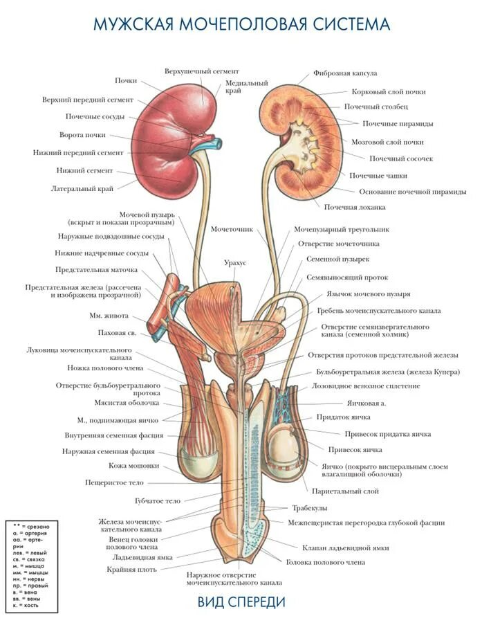Виды мочеточников. Анатомия мочевыделительной системы строение почки. Мочевыделительная система человека схема расположения. Анатомический атлас человека мочевыделительная система. Схема строения мочевыделительной системы мужчины.