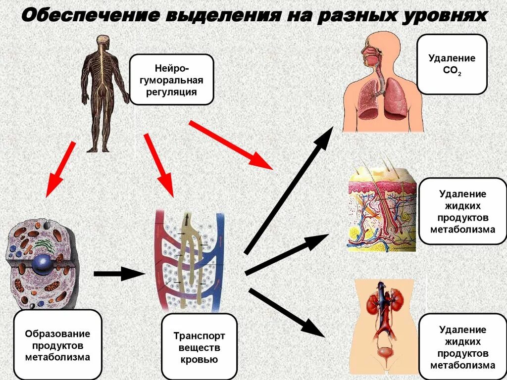 Процессы выделения человека. Выделение продуктов обмена веществ. Конечные продукты метаболизма. Конечные продукты выделения.