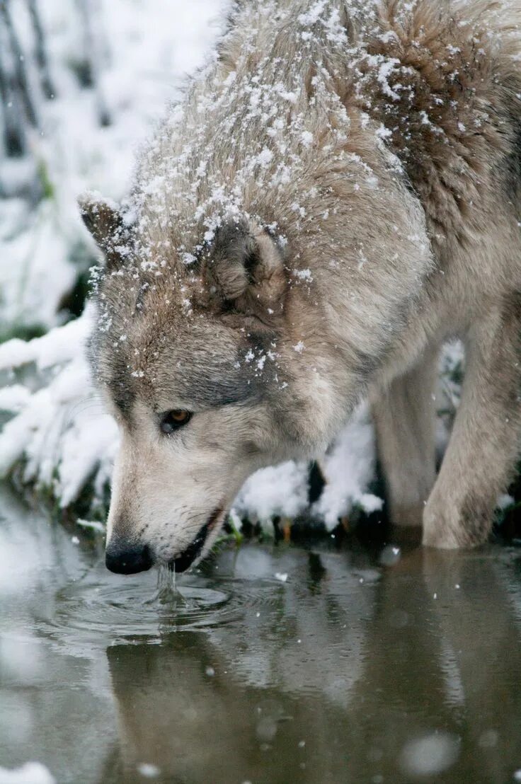 Виды воков. Волк зимой. Волк картинка. Волк живой. Красивый волк.