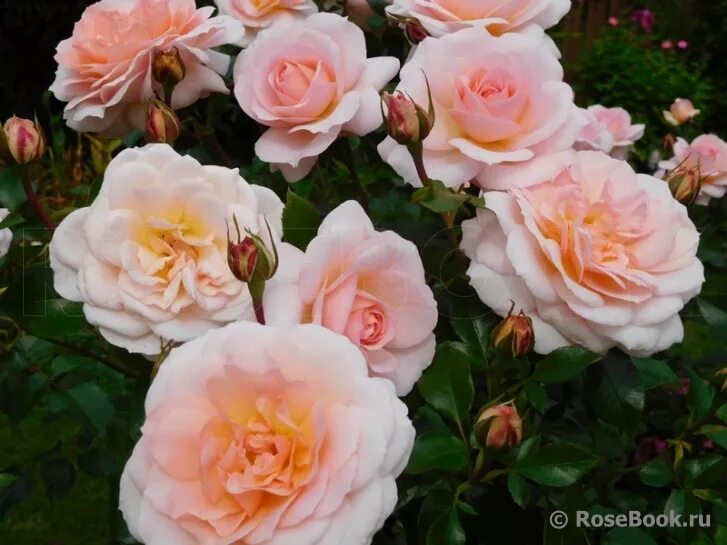 роза кантри гарден морфология. роза вивьен. Henrietta barnett роза. роза шраб перпл лодж. роза вивьен вествуд энциклопедия роз.