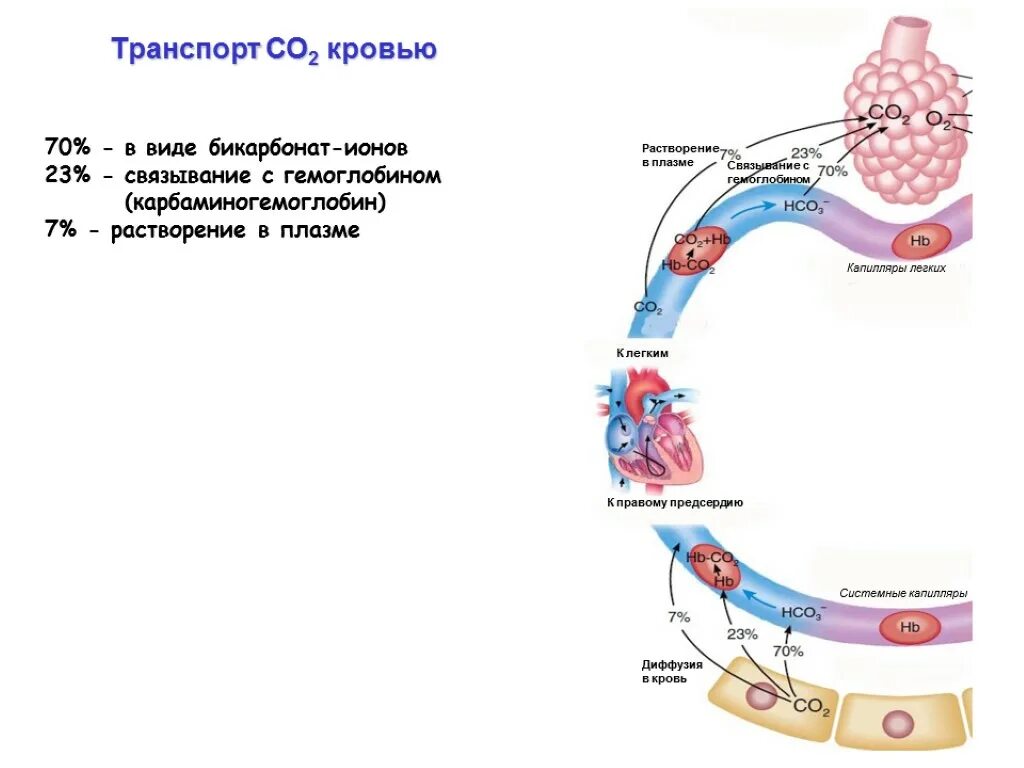 Соединение кислорода в крови. Транспорт газов о2 и со2 кровью. Транспорт кислорода кровью физиология схема. Транспорт газов кровью схема. Транспорт газов в легких.