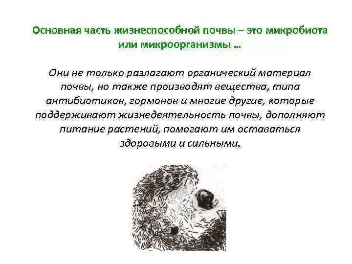 Микробиота почвы. Почвенная микробиота. структура и микробиота почвы. биоинтенсивное земледелие это. определение микробиота в почве кратко.