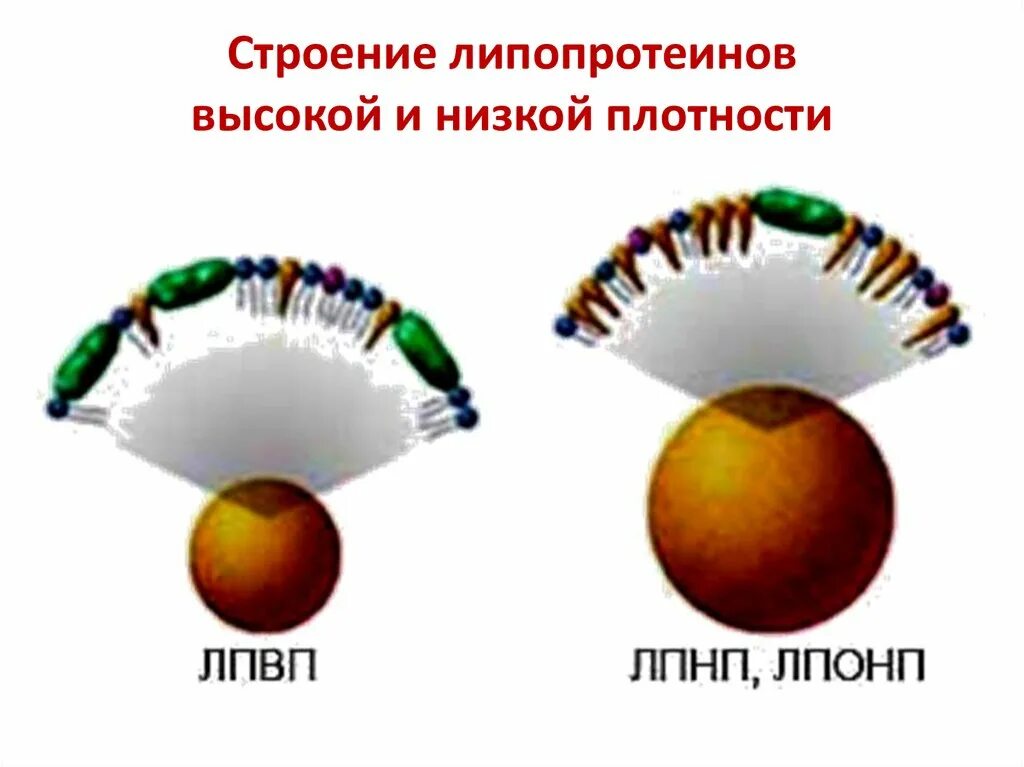 Липопротеины низкой и высокой плотности. Строение липопротеинов низкой и высокой плотности. Строение липопротеинов низкой плотности. Строение липопротеинов.