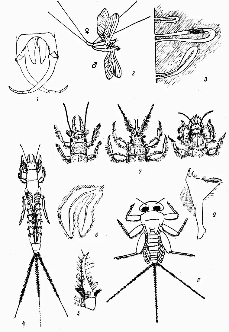 Тип ротового аппарата у личинки жесткокрылых. Личинки поденок (ephemeroptera). ephemeroptera личинки. поденка личинка и имаго. поденка метаморфоз.