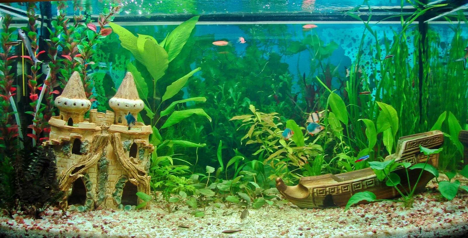 Живые организмы в аквариуме. Красивый аквариум с рыбками и растениями. Аквариум внутри. Красивые рыбки для аквариума. Аквариум с рыбками и водорослями.