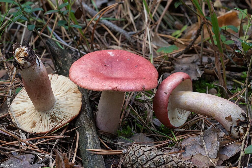 Сыроежка крымская. Сыроежка съедобные грибы. Типы сыроежек. Сыроежка синявка. Типы сыроежек.