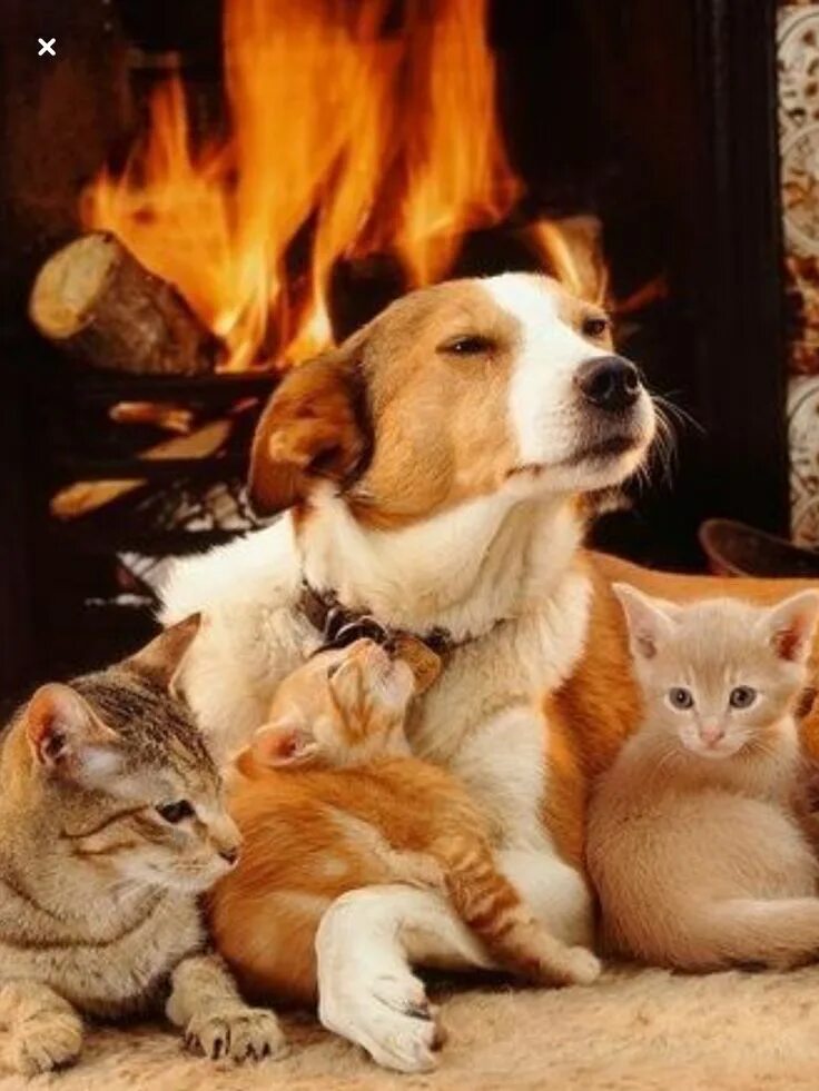 Cat in a dogs world. Кошки и собаки. Домашний питомец. Rjireb b CJ,FRB. Красивые домашние животные.