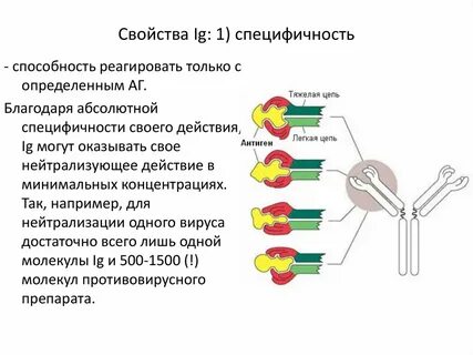 Иммуноглобулины флуоресцирующие