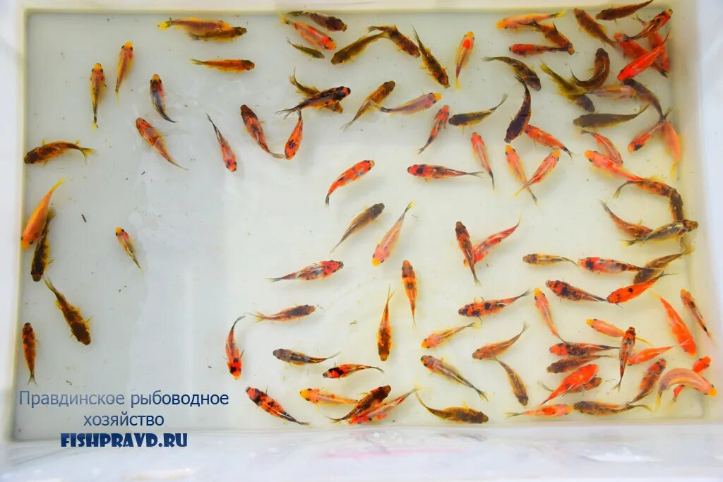 Водоросли мальки рыб окунь. Малёк карася кометы. рыба комета мальки. мальки рыбок комет. малек окуня.