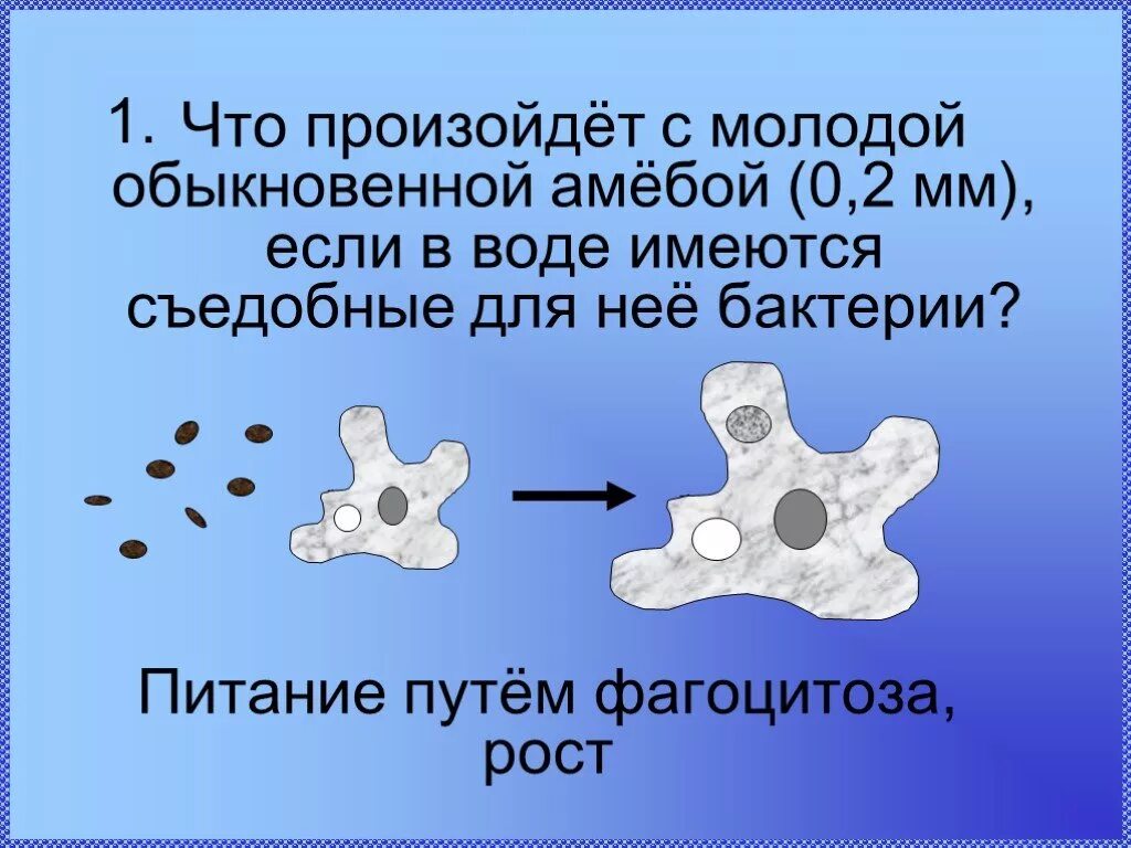 Какой способ характерен для амебы. Питание амебы фагоцитоз. Амёба обыкновенная фагоцитоз. Жизнедеятельность амебы. Питание амебы обыкновенной.