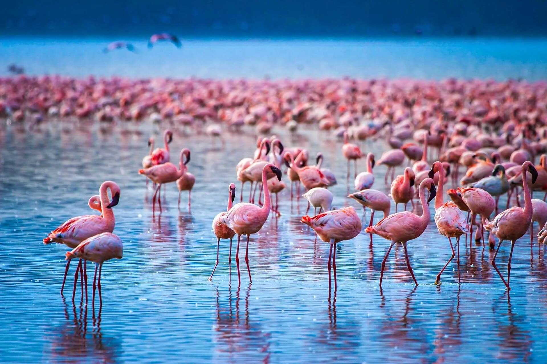 Розовые фламинго обитают