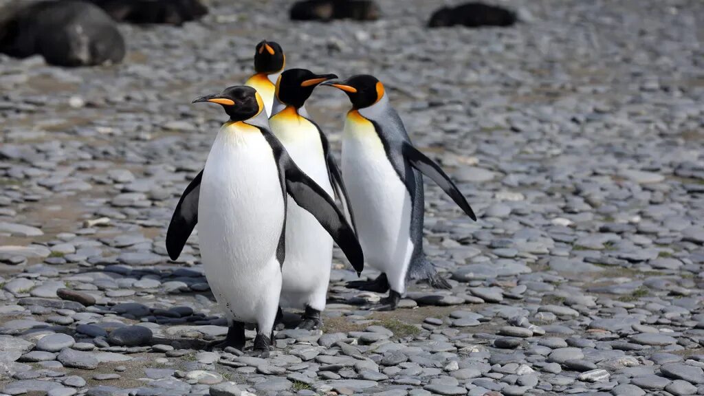 Пингвины в дикой природе. Пингвин. Стая пингвинов. Императорский Пингвин фото. Крутой Пингвин.