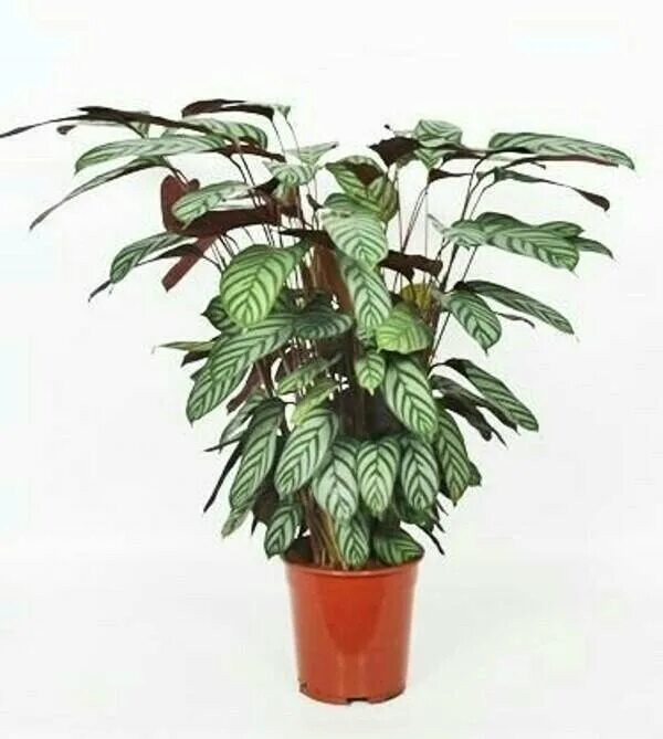 Ктенанта амабилис. Ктенанта бурле-марксии. Маранта ктенанта. Ктенанта бурле. Ктенанта оппенгейма.