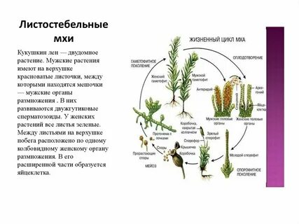 Строение листостебельных мхов 7 класс