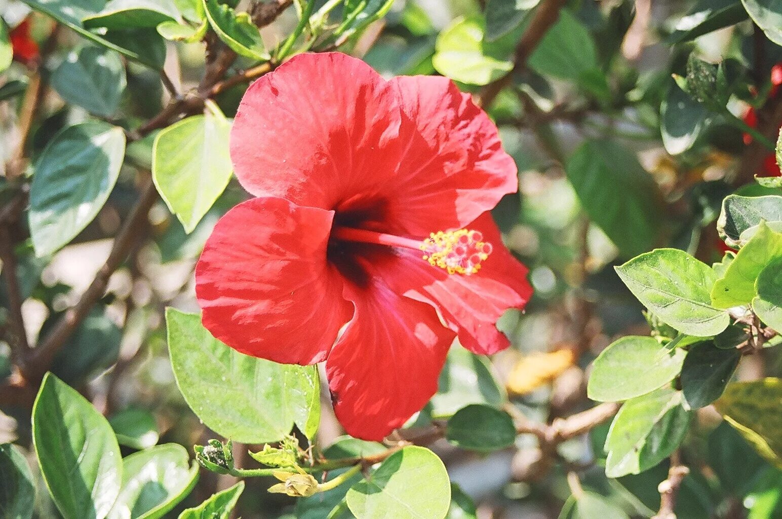Каркаде как выглядит цветок Cayena Roja Hibiscus plant, Hibiscus tea, Hibiscus