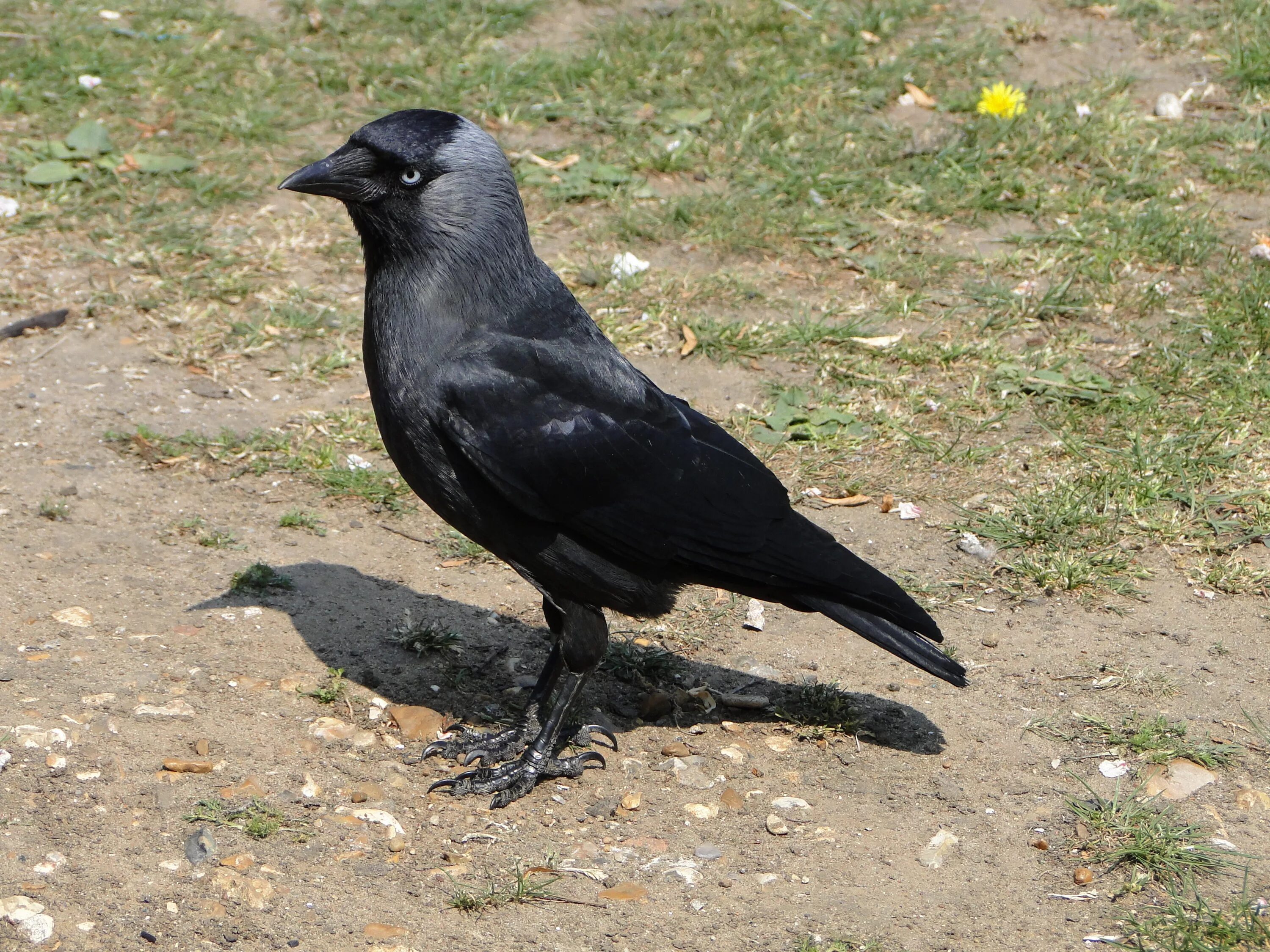 Галка (coloeus monedula, corvus monedula). Хохлатая галка. Галка бесплатная. Галка бесплатная. Синяя галка птица.