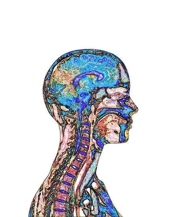 Голова мозг. Изображение мозга. мозг человека арт. изображение мозга человека.