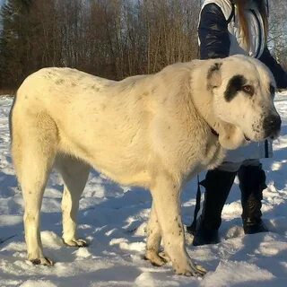 Самого большого алабая