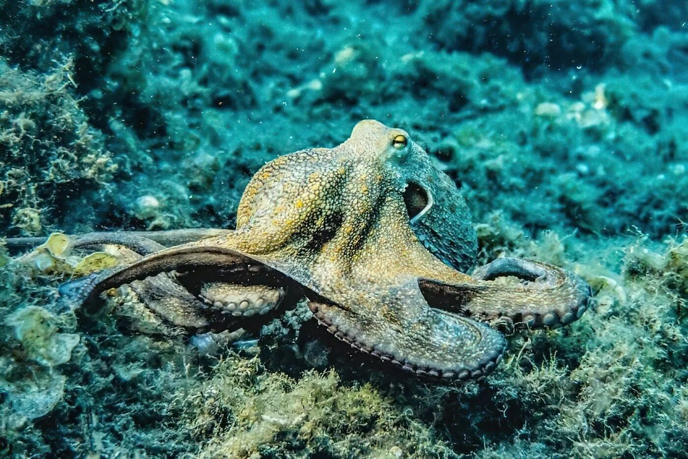 Что такое осьминог. Осьминог Средиземного моря. Синекольчатый осьминог. Осьминог красивый. Осьминог фото.