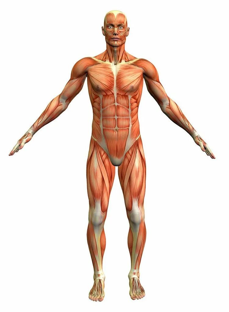 Анатомия картинки. Части тела анатомия. Анатомические названия частей тела человека. Строение нижней части тела.