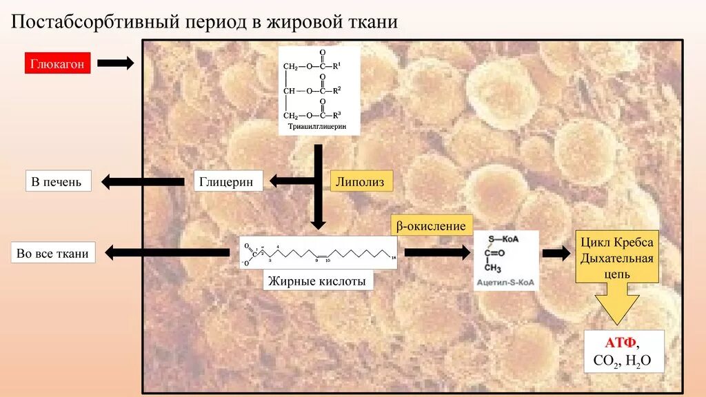 Метаболизм жировой ткани. Жировая ткань схема. Липолиз в жировой ткани. Постабсорбтивный период гормоны. Изменения происходящие в жирах