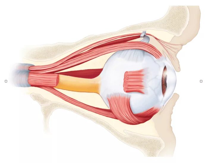 Имеет место крепления глазодвигательных мышц. Мышцы глаза. Глазодвигательные мышцы. Экстраокулярные мышцы глаза. Мышцы глазного яблока.