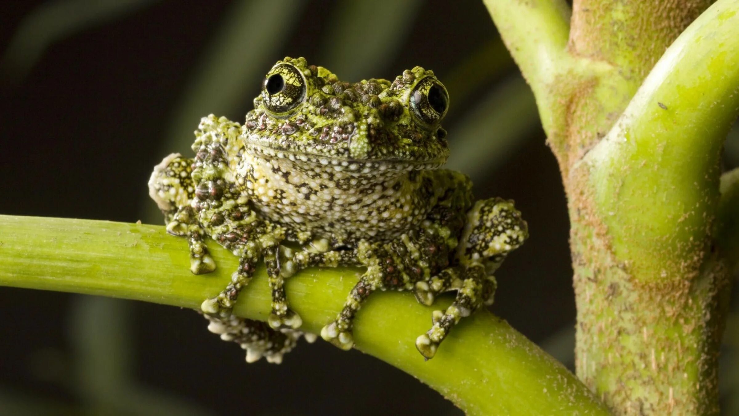 Elephant frog. Вьетнамская мшистая лягушка. Лишаистый веслоног. Лишаистый веслоног лягушка. Лишаистый веслоног (Theloderma corticale).