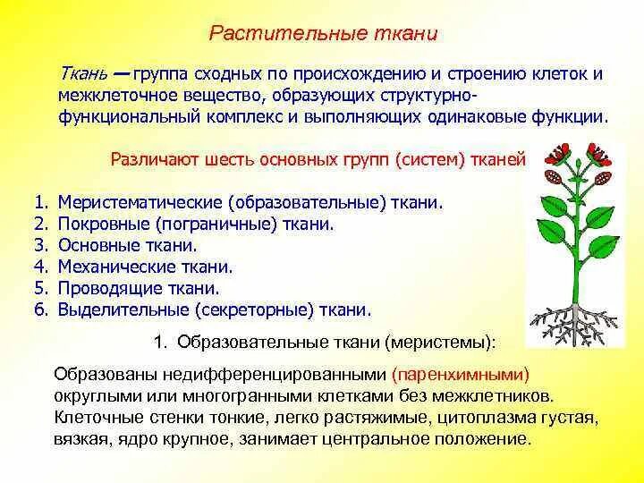 Общие признаки царства растений. Растения хар ка. Приспособленность растений к наземно воздушной среде. Структурная и функциональная специфика растений. Царство растений это определение.