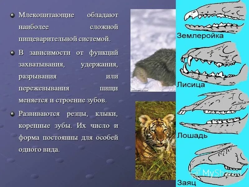 У животных какого отряда хорошо развиты клыки. Зубная система у плацентарных. Дифференцировка зубов у млекопитающих. Зубы млекопитающих в зависимости от пищи. У животных какого отряда хорошо развиты клыки.