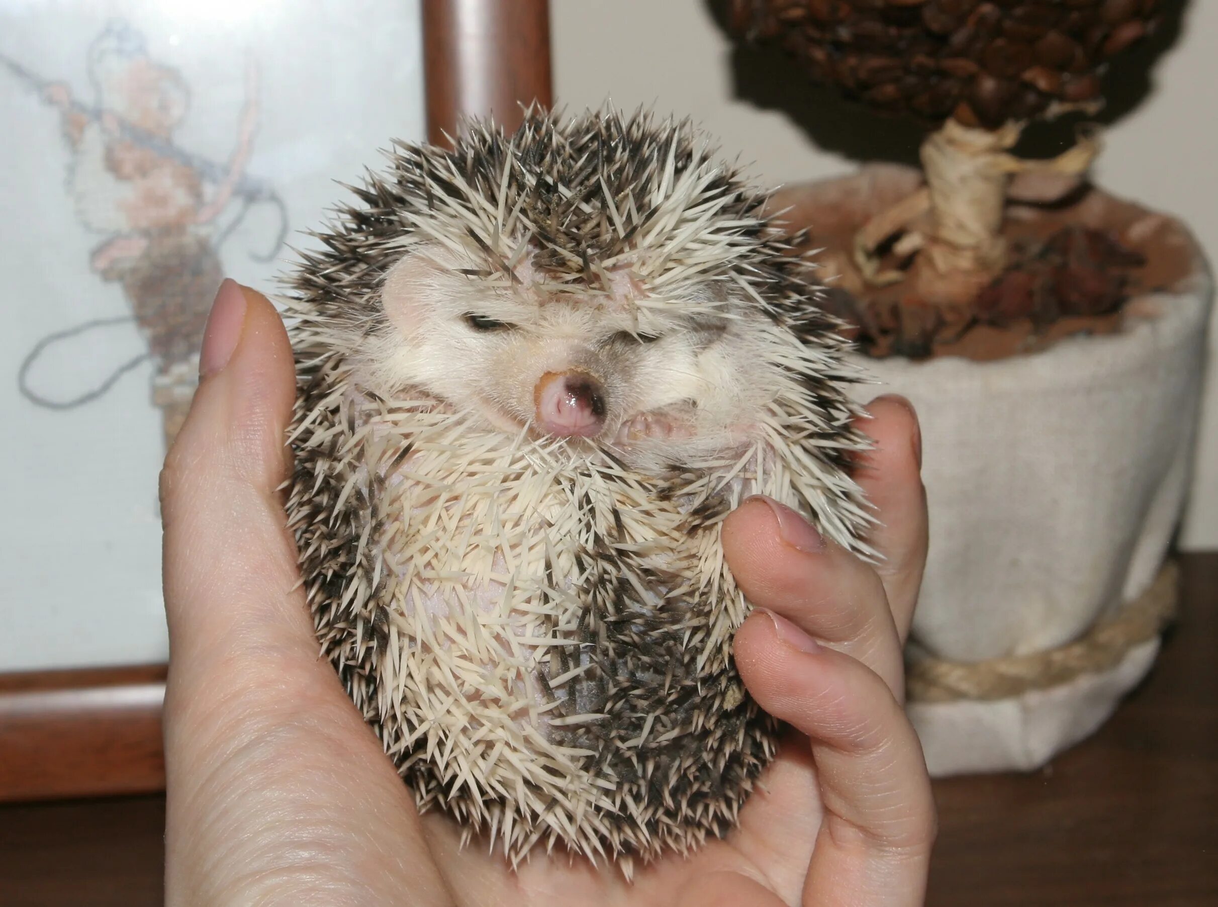 Ежик моется. Ежик купается. Еж моется. Мокрые ежи. Маленький мокрый ежик.