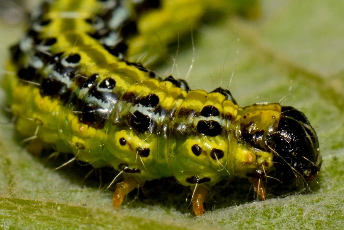Гусеница медведка мохнатая. Acronicta aceris гусеница. Волнянка ивовая. Бабочка коцебу гусеница. Гусеница бабочки сатурнии.