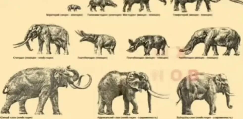 Филогенетический предок лошади. Филогенетические ряды животных. Филогенетический ряд лошади доказательства эволюции. Филогенетический ряд лошади доказательства эволюции. Филогенетические ряды животных.