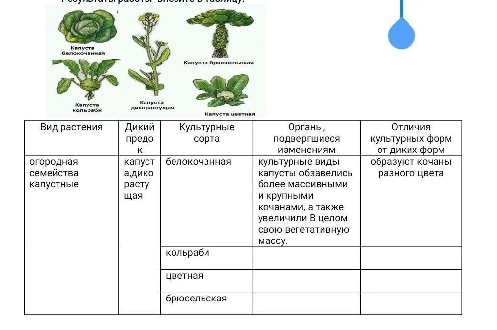 Дикий предок и виды растений. Виды растений дикий предок таблица. Сорта капусты таблица. Предки культурных растений.